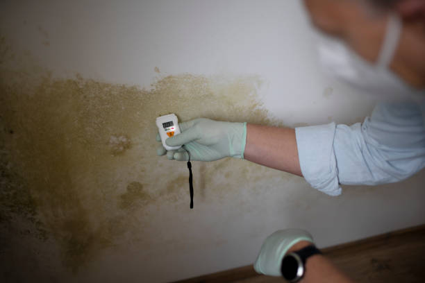 Best Bathroom Mold Remediation in Braska City, NE
