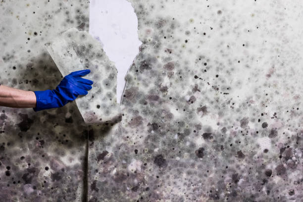 Best Industrial Mold Remediation in Braska City, NE